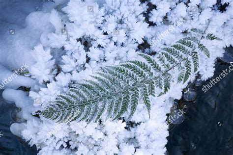 Hoar Frost Ice Crystals Formed On Editorial Stock Photo Stock Image
