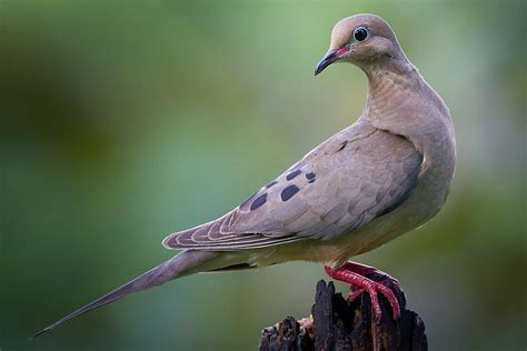 Difference Between Dove And Pigeon Lovely Birds Facts