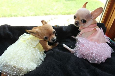 Pretty Dresses Chihuahua Chihuahua Mom Chihuahua Love