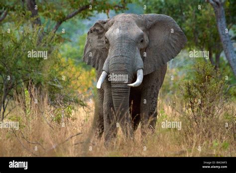 African Bull Elephant Loxodonta Africana Selous National Park Tanzania