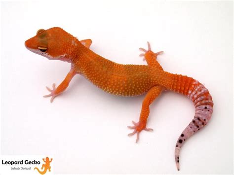 Tangerine Leopard Gecko Leopard Gecko Leopard Gecko Morphs Gecko