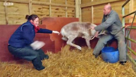 Countryfile Chaos Tv Vet Knocked To Floor As Brutal Castration Causes