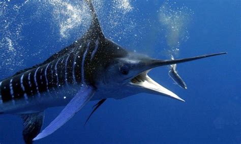 Striped Marlin Everything You Need To Know