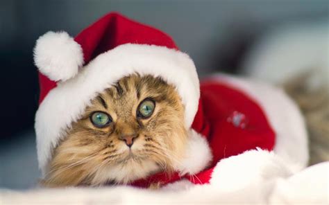 Hd Cute Christmas Cat Wallpaper Download Free 106611