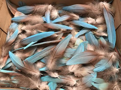 Turquoise Blue Macaw Feathers 12 Pcs Parrot Bird Rare Blue Macaw