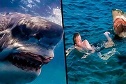 Ataques de tiburones ¿En qué temporada suelen ocurrir?