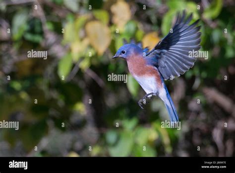 Eastern Bluebird Male In Flight By Foliage Stock Photo Alamy
