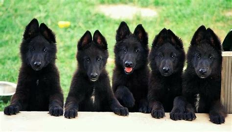 7 Things You Didnt Know About The Black German Shepherd Animalso