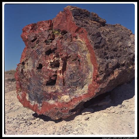 The Petrified Forest Trees Are Beautiful Alive And Fossilized