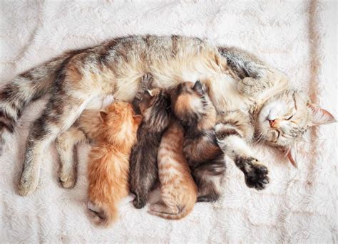 Cat Pregnancy And Birth Signs Cat Pregnancy Length And More Petmd