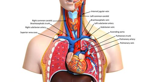 Integumentary system of the upper torso. Upper torso arteries | Anatomy models, Human anatomy model ...