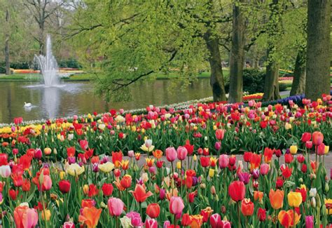Check spelling or type a new query. KM: Kebun Bunga Keukenhof