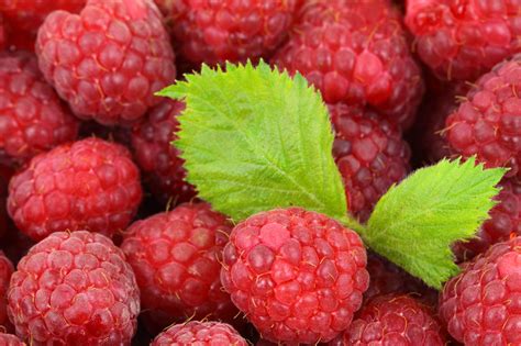 Raspberry Background Free Stock Photo Public Domain Pictures