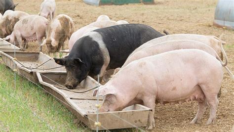 A Guide To Feeding Gilts And Sows Through A Production Cycle Farmers