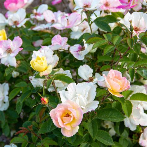 Peach Lemonade Rose Bushes For Sale At Arbor Days Online Tree Nursery