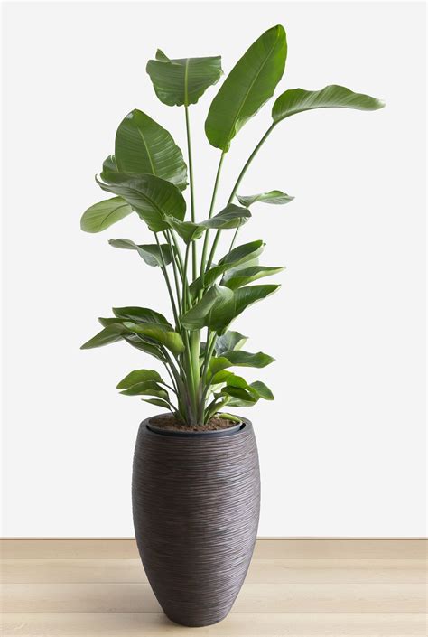 These Houseplants Make The Perfect Hostess T Large Indoor Plants