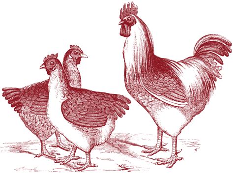 Including printable art, paper crafts, tags, labels, collage sheets and more. Free Vintage Chicken Graphics - The Graphics Fairy