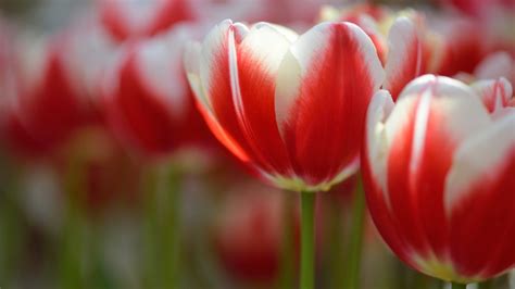 Red Beautiful Tulip Tulips Flowers White Flower Wallpaper Sprengers