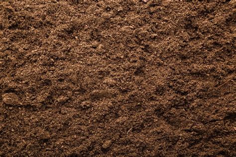 Everything You Need To Know About Peat Plantgrow