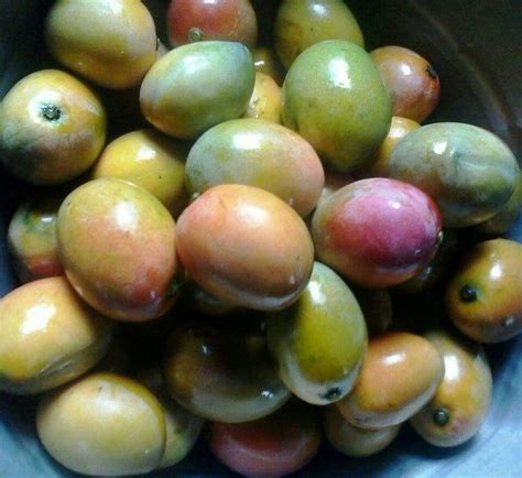 Mangos Ciruela Fruit Mango Food