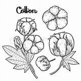Coloring Cotton Crops Result Getcolorings Getdrawings Printable доску выбрать Template sketch template
