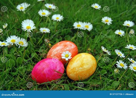 Easter Eggs With Daisy In Grass Stock Photo Image Of Celebratory