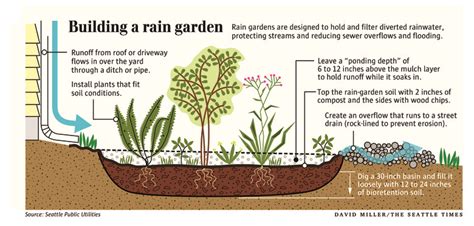 How to make a rain garden. Building a rain garden is a creative way to keep pollution from flowing into Puget Sound | The ...