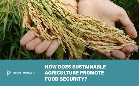 How Does Sustainable Agriculture Promote Food Security