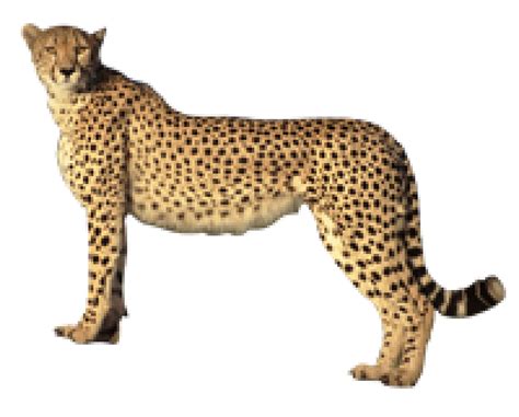 Cheetah for logo png | PNG Images Download | Cheetah for ...