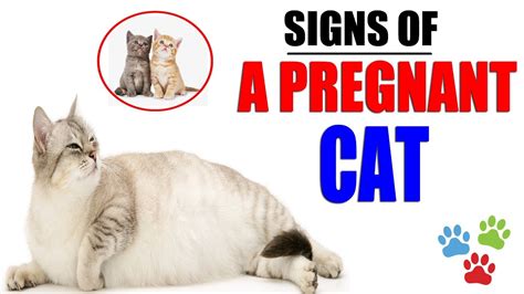 Thus, one cannot say definitively that domestic cats should have a 90% survival rate from a fall from any height. Signs Of A Pregnant Cat About To Give Birth | How Do You ...