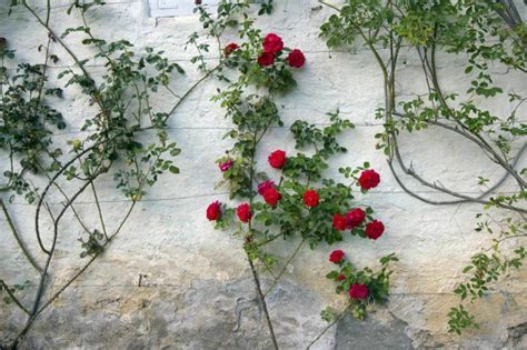 Trellis Espalier Rose Arches And Other Flower Supports Are Visual