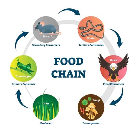 food chain vs food web อะไรคือความแตกต่าง newagepitbulls