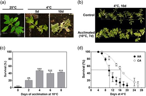 This would be a good germination temperature for most flower and vegetable seeds and would be the most practical and feasible temperatures achieved for gardeners starting seeds in the home. Tomato plants increase their tolerance to low temperature ...