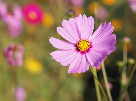 Cosmos Plants How To Grow Cosmos Flowers