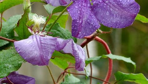 But there are some that come very close to that. Outdoor Plants That Grow Back Every Year | Garden Guides