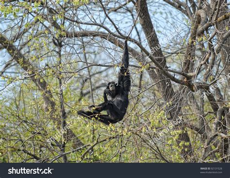 Monkey Swinging In The Trees At The Zoo Stock Photo 92131528 Shutterstock