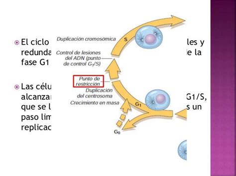 Acontecimientos Moleculares Del Crecimiento Celular