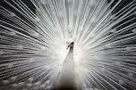 Sensational White Peacocks - All The Facts And Pictures