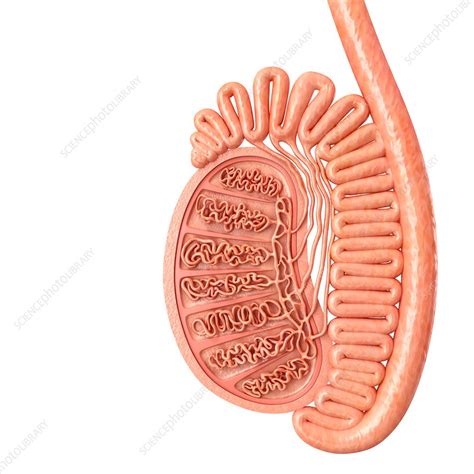 Male Testis Anatomy Illustration Stock Image F018 0701 Science Photo Library