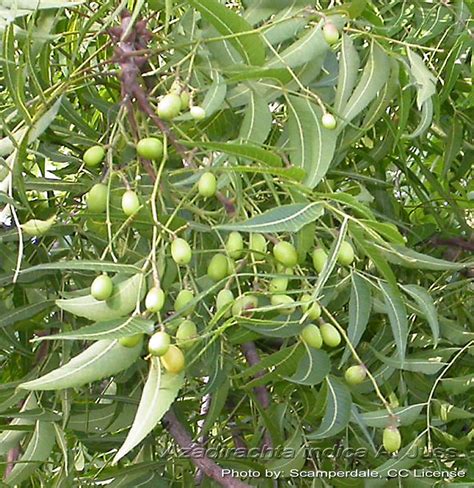 Neem oil, also known as margosa oil, is a vegetable oil pressed from the fruits and seeds of the neem (azadirachta indica), a tree which is indigenous to the indian subcontinent and has been introduced to many other areas in the tropics. Medicinal Plants: Azadirachta indica