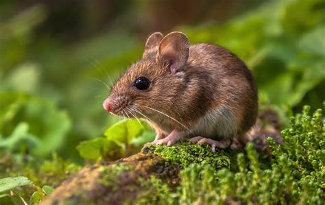 A Guide To Field Mice Control And Prevention In Ca Pro Active Pest Control