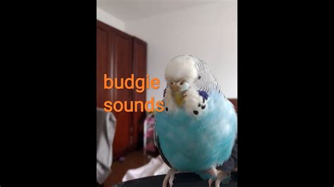 Budgie Sounds For Lonely Budgies Youtube