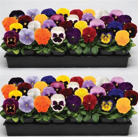Pansy Matrix Mixed Autumn And Winter Flowering Tray Of 40 Plug