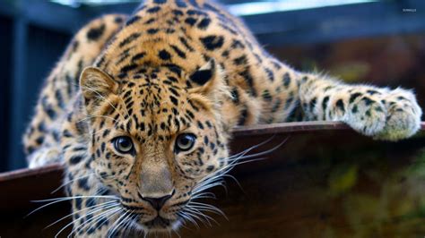 Young Leopard Wallpaper Animal Wallpapers 29026