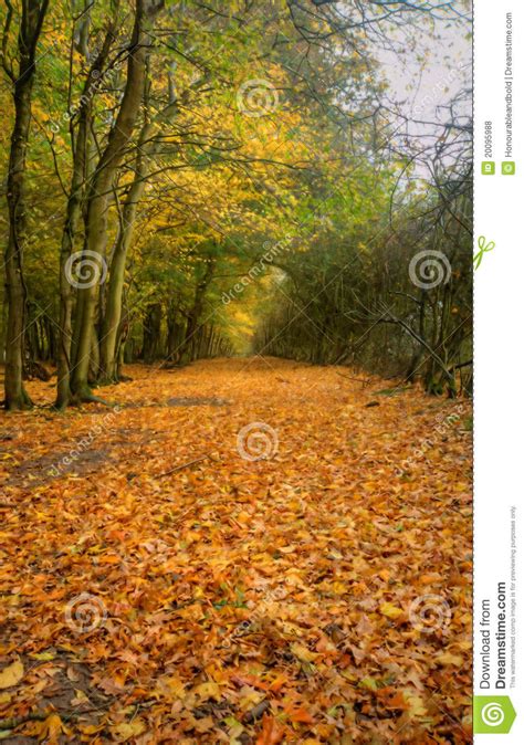 Beautiful Autumn Fall Path Through Forest Stock Photo