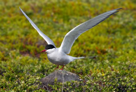 Arctic Tern Arctic Tern Bird Wallpapers Hd Desktop And Mobile