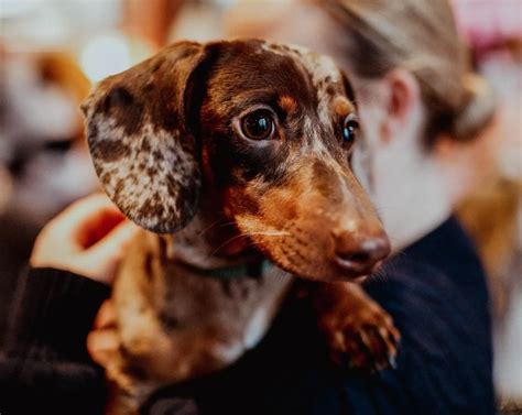 Pup Up Cafe A Pop Up Cafe Filled With Hundreds Of Sausage Dogs Is