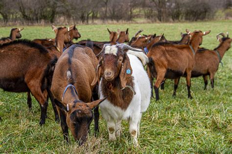 Contract Goat Farming In India How To Earn An Extra Income From This