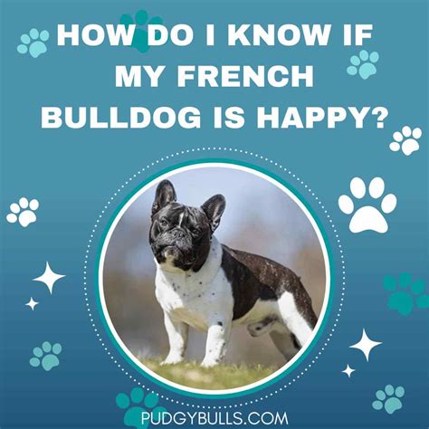 How Do I Know If My French Bulldog Is Happy