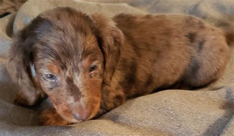 All babies are kept up to date on shots and worming. Dachshund Puppies For Sale | Cornell, WI #299047 | Petzlover